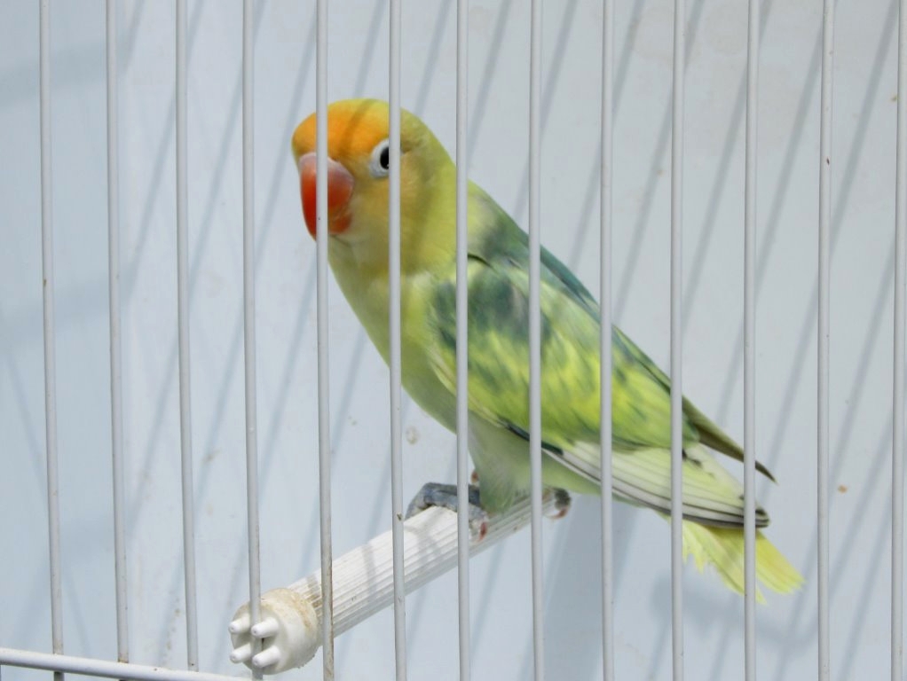 YELLOWFEATHERED PIED - Courtesy Scott Stringer